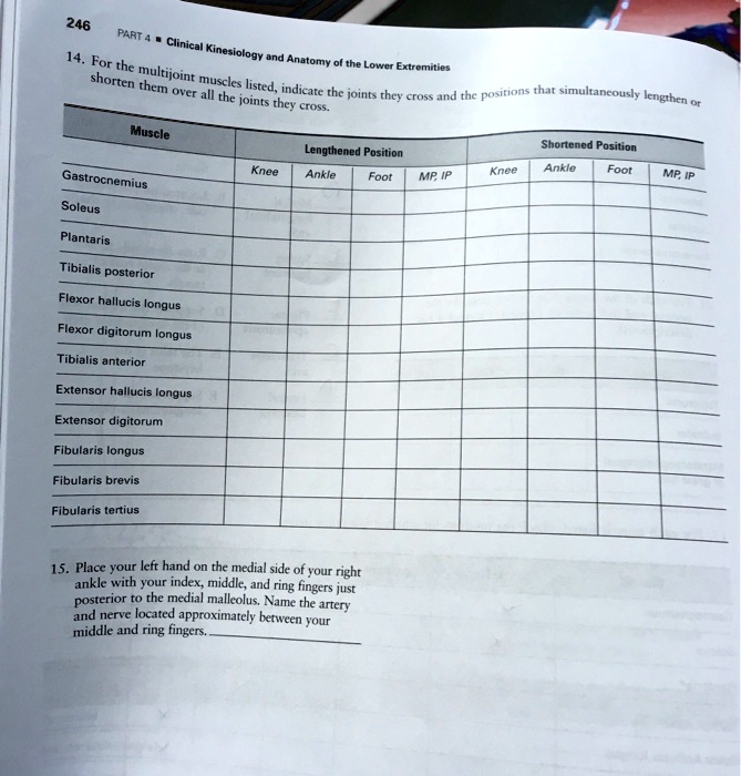 SOLVED Shorten them overall the joints they cross. Muscle Lengthened