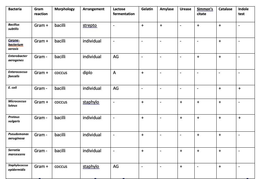 Bacteria Gram Morphology Arrangement Lactose Gelatin Amylase Urease ...