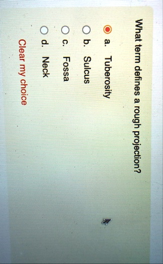 what term defines a rough projection a tuberosity b sulcus c fossa d neck clear my choice 66654