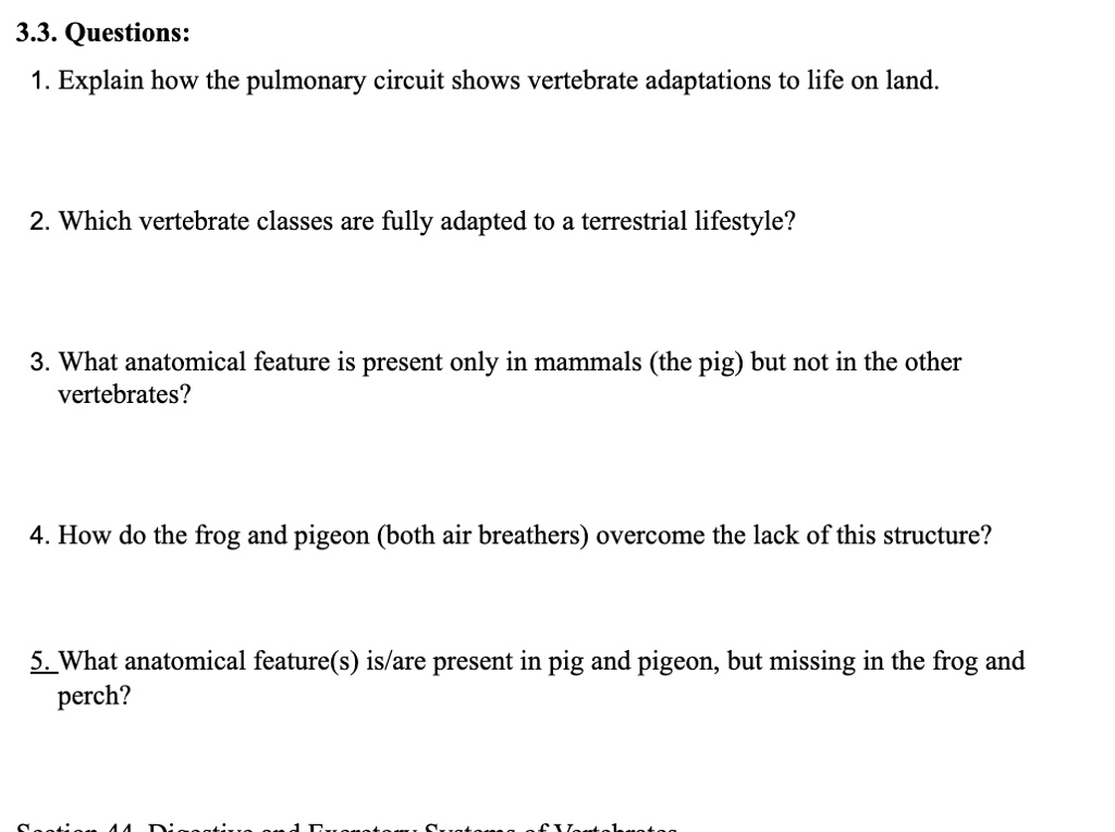 3.3. Questions:
1. Explain how the pulmonary circuit shows vertebrate adaptations to life on land.

2. Which vertebrate classes are fully adapted to a terrestrial lifestyle?

3. What anatomical feature is present only in mammals (the pig) but not in the other vertebrates?

4. How do the frog and pigeon (both air breathers) overcome the lack of this structure?

5. What anatomical feature(s) is/are present in pig and pigeon, but missing in the frog and perch?