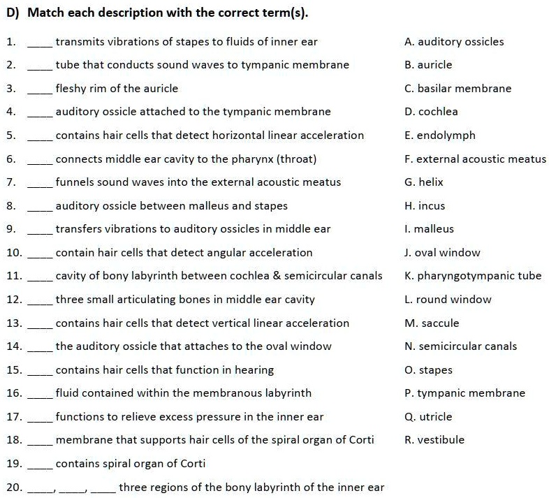 SOLVED D) Match each description with the correct term(s) 1. transmits