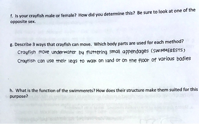 f. Is your crayfish male or female? How did you determine this? Be sure to look at one of the opposite sex.

g. Describe 3 ways that crayfish can move. Which body parts are used for each method?
Crayfish move underwater by fluttering small appendages (SWIMMERETS)
Crayfish can use their legs to walk on land or on the floor of various bodies

h. What is the function of the swimmerets? How does their structure make them suited for this purpose?