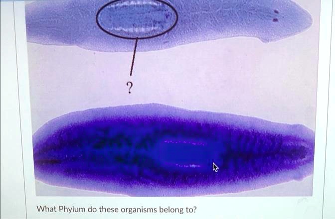 SOLVED B What Phylum Do These Organisms Belong To oligochaeta-diagram