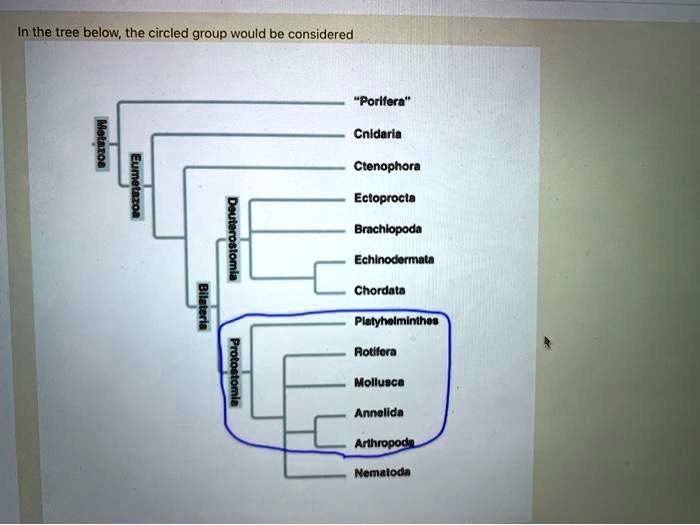 In the tree below, the circled group would be considered

Metazoa
Eumetazoa
Bilateria
Deuterostomia
Protostomia
"Porifera"
Cnidaria
Ctenophora
Ectoprocta
Brachiopoda
Echinodermata
Chordata
Platyhelminthes
Rotifera
Mollusca
Annelida
Arthropoda
Nematoda