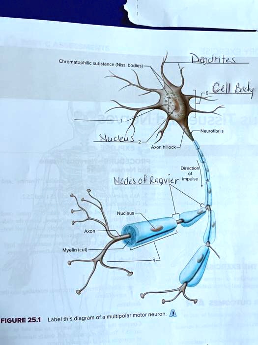 Chromatophilic substance (Nissi bodies)
Dendrites
Cell Body
Neurofibrils
Nucleus
Axon hillock
Direction
of
Nodes of Ranvier Impulse
Nucleus
Axon
Myelin (cut)
FIGURE 25.1 Label this diagram of a multipolar motor neuron.