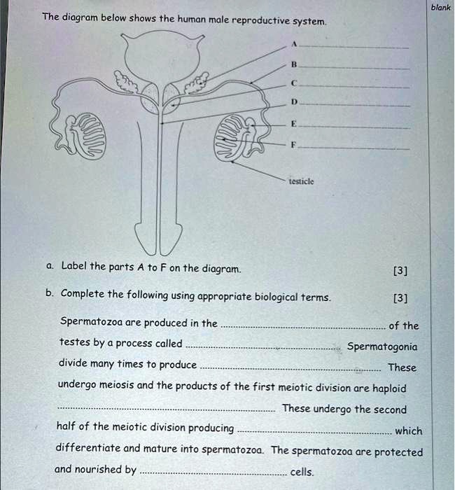 SOLVED: The diagram below shows the human male reproductive system ...