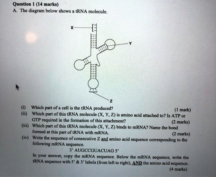 SOLVED Question [ (14 marks) The diagram below shows tRNA molecule