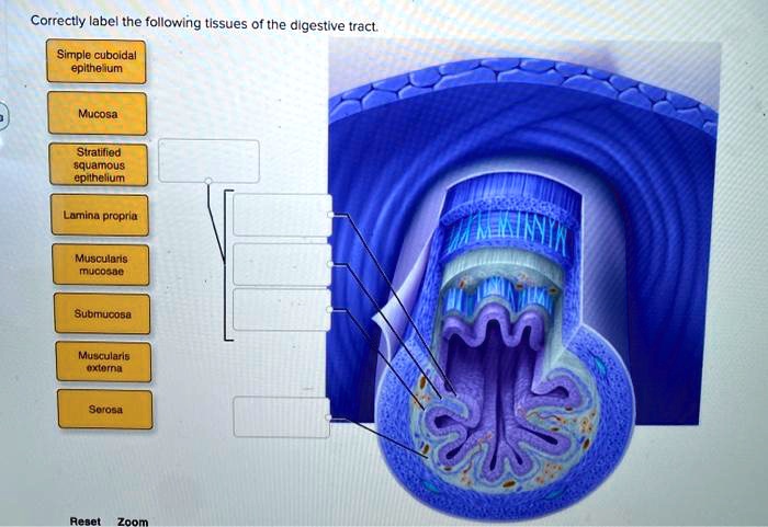 Correctly Label The Following Tissues Of The Digestive Tract www.numerade.com