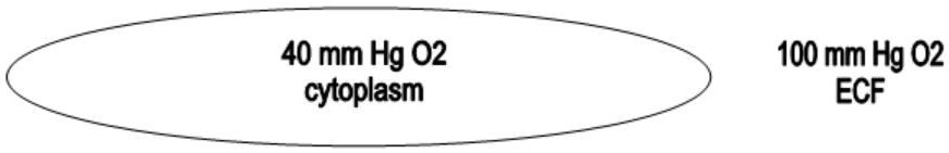 40 mm Hg O2 cytoplasm 100 mm Hg O2 ECF