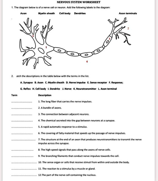 NERVOUS SYSTEM WORKSHEET 1. The diagram below is of a nerve cell or ...