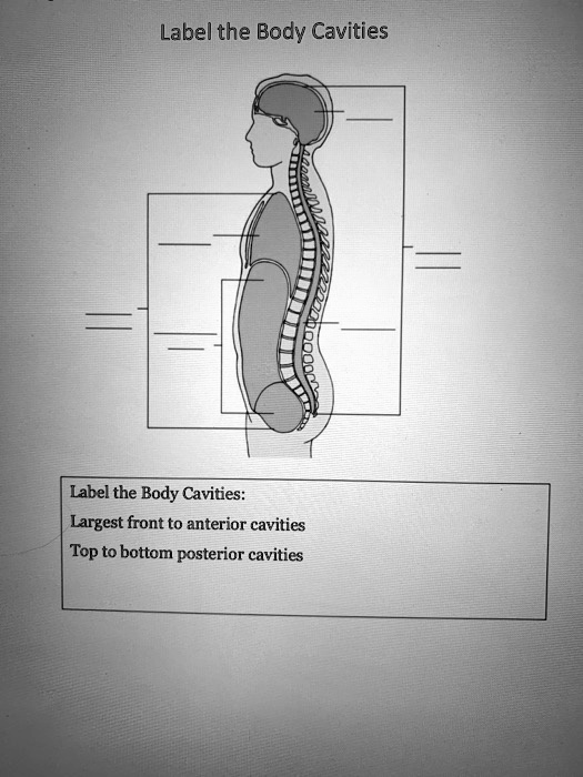 SOLVED: Label the Body Cavities Label the Body Cavities Label the Body ...