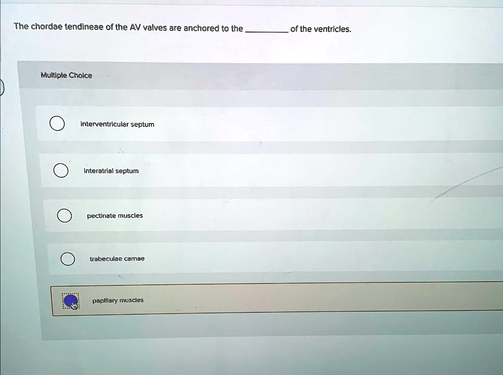 [GET ANSWER] The chordae tendineae of the AV valves are anchored to the ...