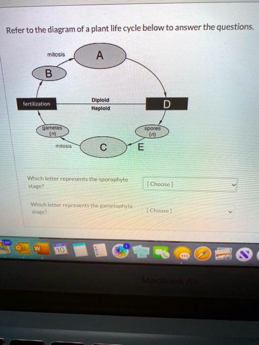 SOLVED: Refer to the diagram of a plant life cycle below to answer the ...