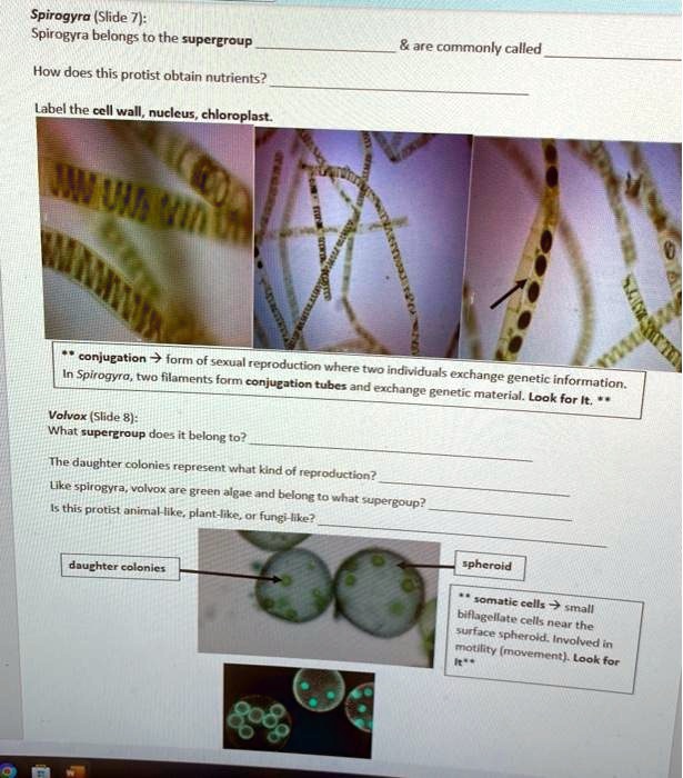 SOLVED Texts Spirogyra belongs to the supergroup and is commonly