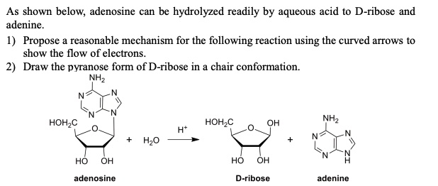 SOLVED: As shown below; adenosine can be hydrolyzed readily by aqueous ...