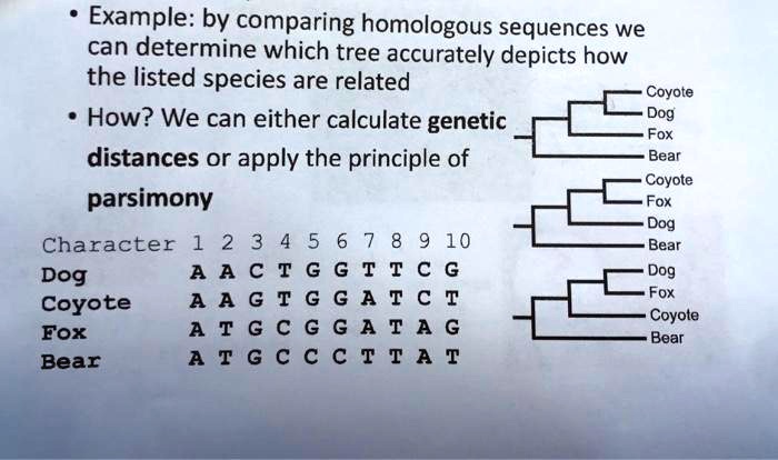 Homologue Sequences Example: by comparing homologous sequences we can determine which tree ...