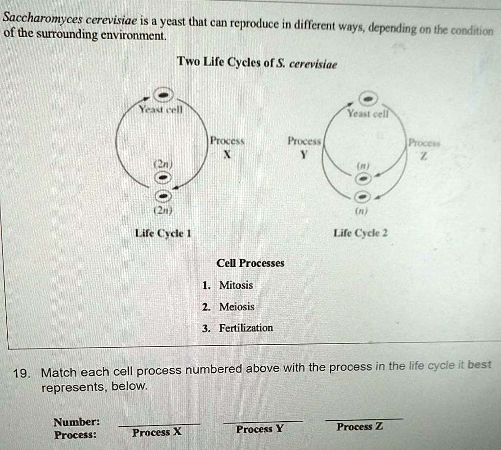Saccharomyces cerevisiae is a yeast that can reproduce in different ways, depending on the surrounding environment. Two Life Cycles of S. cerevisiae
Nc( Kel
Yeast cell
Food
Fucass
Processes
(2u)
Life Cycle 1
Life Cycle 2
Cell Processes
1. Mitosis
2. Meiosis
3. Fertilization
19. Match each cell process numbered above with the process in the life cycle it best represents below:
Number: Process:
Process X
Process Y
Process Z