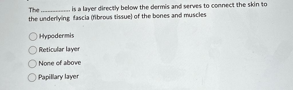 the is a layer directly below the dermis and serves to connect the skin ...
