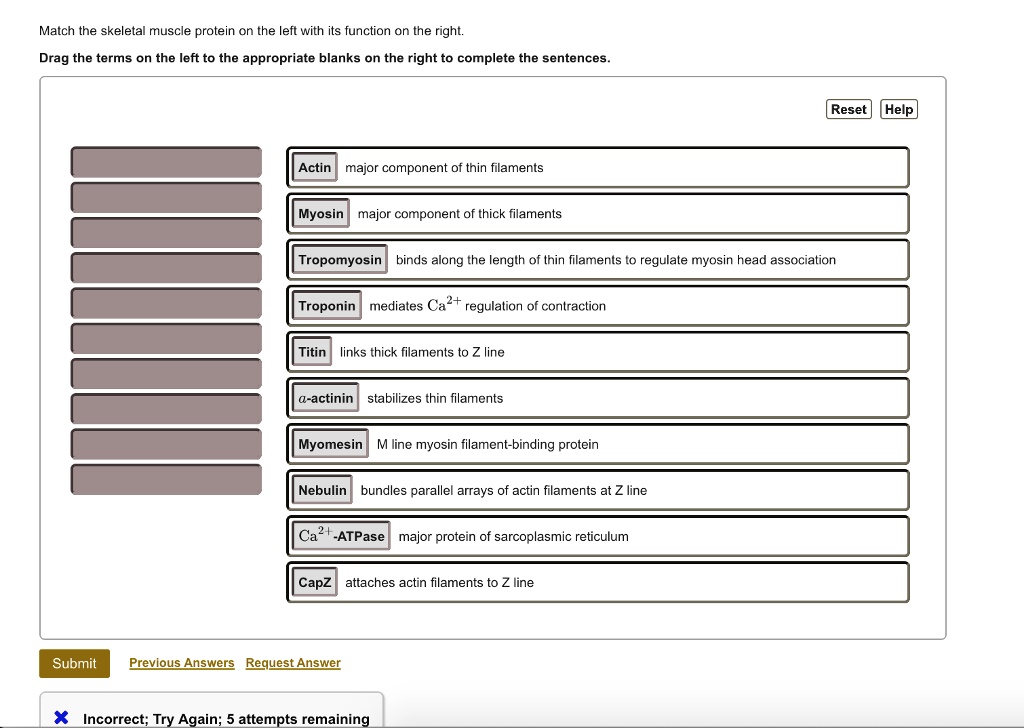 SOLVED Match the skeletal muscle protein on the left with its function