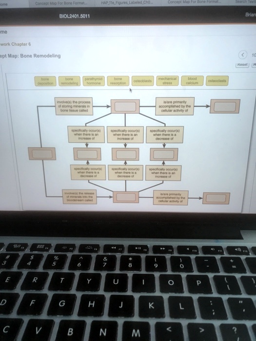 Home Concept Map For Bone Format.... HAP 11e Figures Labeled Cho ...