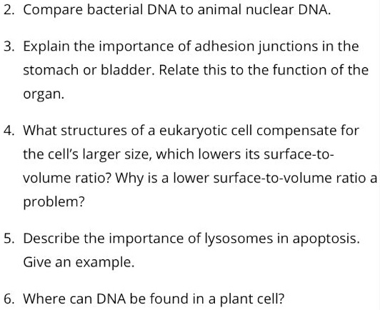 Where Can Dna Be Found In A Plant Cell