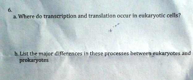 Solved Where Do Transcription And Translation Occur In Eukaryotic Cells B List The Major 8415