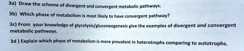 SOLVED: 3a) Draw the scheme of divergent and convergent metabolic ...