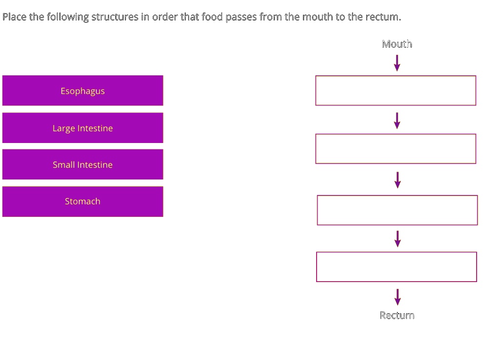 Food Time Structure Place the following structures in order that food passes...