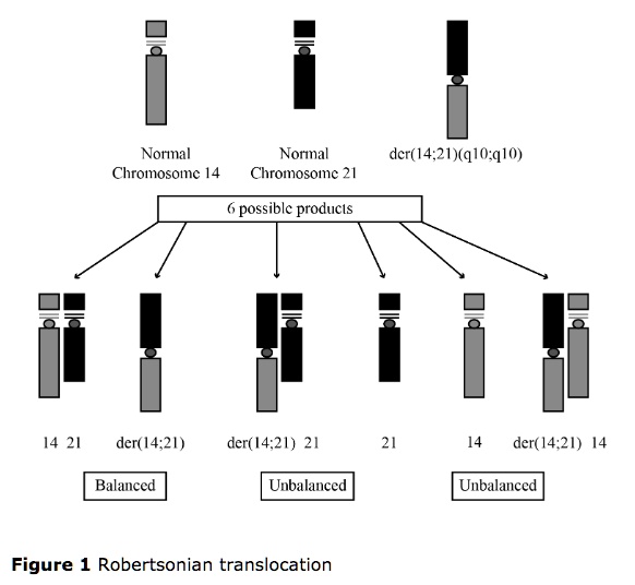 SOLVED: Norinal Normal der(14.21)q10.q10) Chromosomc 14 Chromosomc 2 1 ...