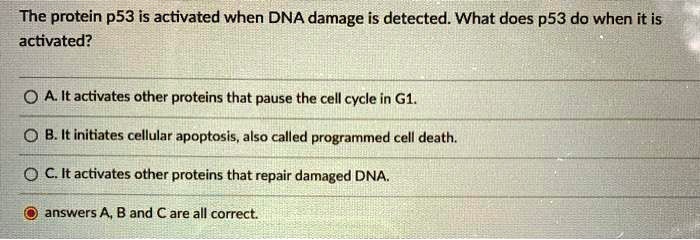SOLVED: The protein p53 is activated when DNA damage is detected. What ...