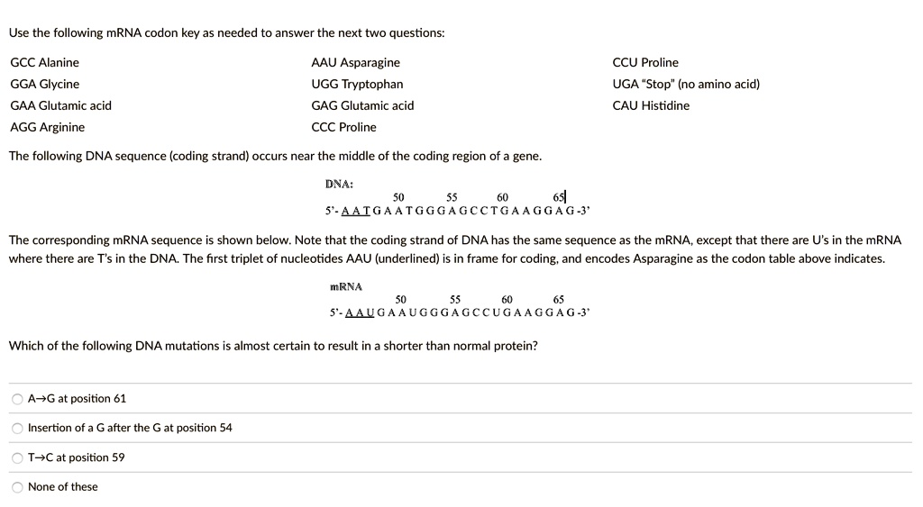 Use the following mRNA codon key as needed to answer the next two questions:
GCC Alanine
AAU Asparagine
CCU Proline
GGA Glycine
UGG Tryptophan
UGA "Stop" (no amino acid)
GAA Glutamic acid
GAG Glutamic acid
CAU Histidine
AGG Arginine
CCC Proline
The following DNA sequence (coding strand) occurs near the middle of the coding region of a gene.
DNA:
50 55 60 65
5'- A A T G A A T G G G A G C C T G A A G G A G -3'
The corresponding mRNA sequence is shown below. Note that the coding strand of DNA has the same sequence as the mRNA, except that there are U's in the mRNA where there are T's in the DNA. The first triplet of nucleotides AAU (underlined) is in frame for coding, and encodes Asparagine as the codon table above indicates.
mRNA
50 55 60 65
5'- A A U G A A U G G G A G C C U G A A G G A G -3'
Which of the following DNA mutations is almost certain to result in a shorter than normal protein?
A?G at position 61
Insertion of a G after the G at position 54
T?C at position 59
None of these
