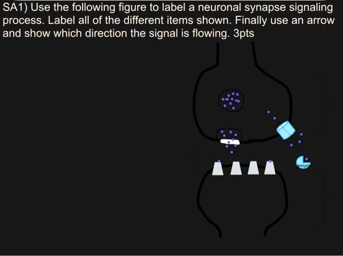 sa1use the following figure to label a neuronal synapse signaling ...