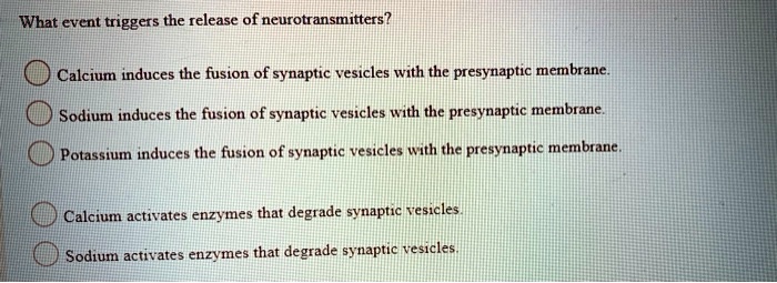 What event triggers the release of neurotransmitters?
Calcium induces the fusion of synaptic vesicles with the presynaptic membrane.
Sodium induces the fusion of synaptic vesicles with the presynaptic membrane.
Potassium induces the fusion of synaptic vesicles with the presynaptic membrane.
Calcium activates enzymes that degrade synaptic vesicles.
Sodium activates enzymes that degrade synaptic vesicles.