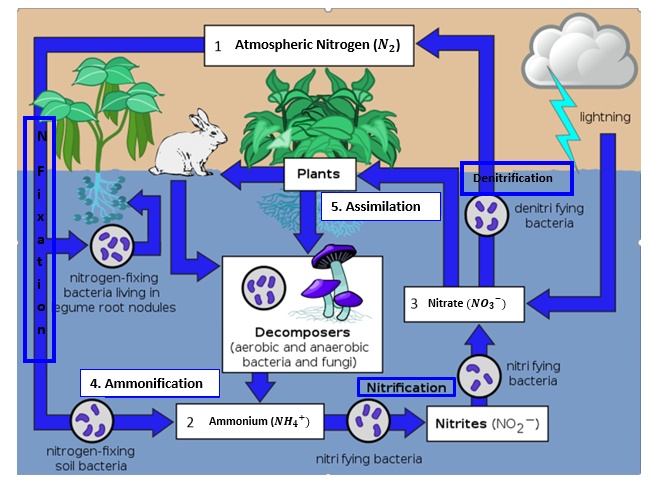 SOLVED: Atmospheric Nitrogen (Nz) lightning Plants itrification ...