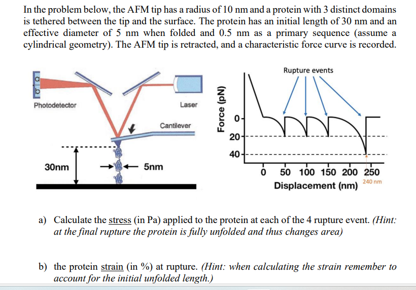 SOLVED: In the problem below, the AFM tip has a radius of 10 nm and a ...