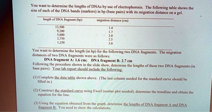 SOLVED:You want t0 determine the lengths of DNAs by use of ...