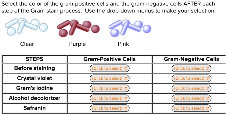 Select the color of the gram-positive cells and the gram-negative cells ...