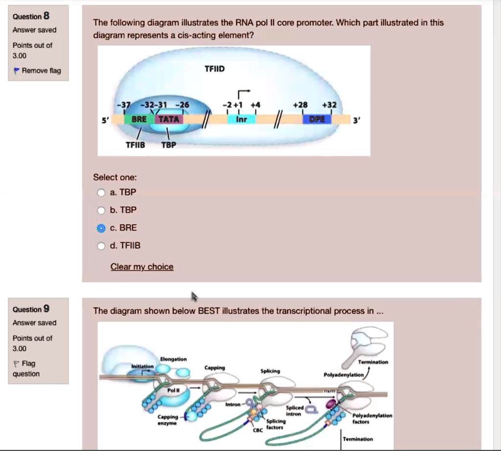 The Following Diagram Illustrates The Rna Pol Ii Core Promoter Which Part Illustrated In This