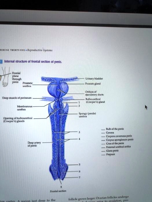 SOLVED Exercise TwentyFive Reproductive System Internal structure of