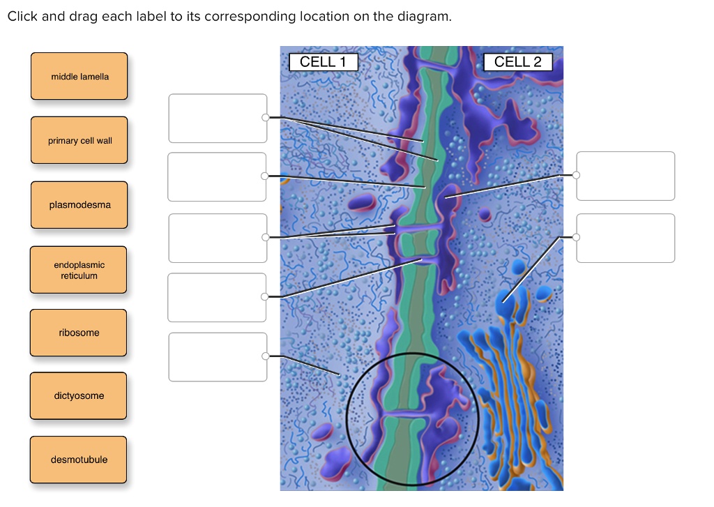click and drag each label to its corresponding location on the diagram ...