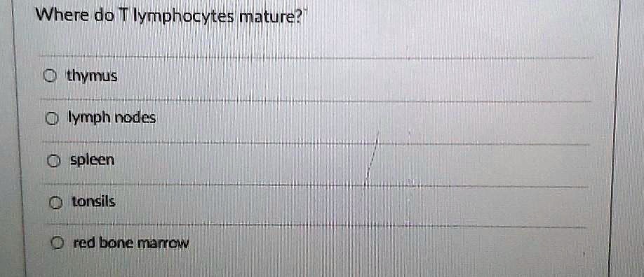 Where do T lymphocytes mature? thymus lymph nodes spleen tonsils red bone marrow