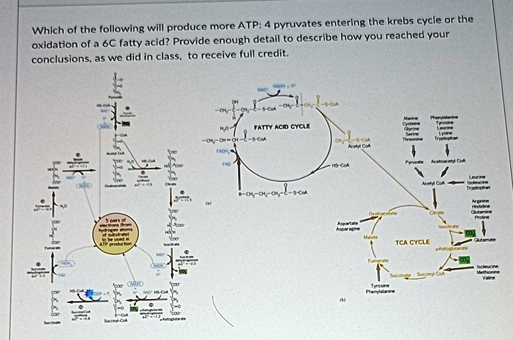 Which of the following will produce more ATP: 4 pyruvates entering the krebs cycle or the oxidation of a 6C fatty acid? Provide enough detail to describe how you reached your conclusions, as we did in class, to receive full credit.