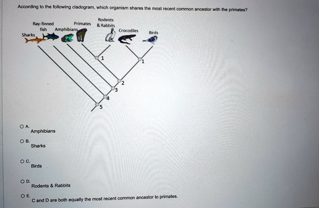 solved-according-to-the-following-cladogram-which-organism-shares-the