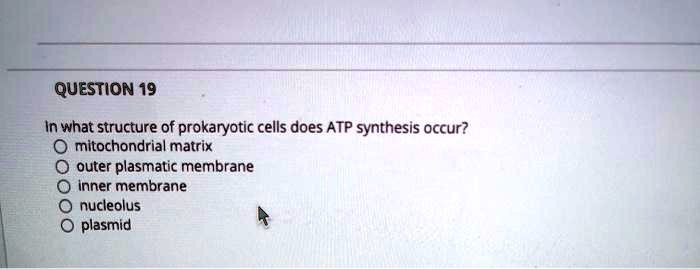 QUESTION 19
In what structure of prokaryotic cells does ATP synthesis occur?
mitochondrial matrix
outer plasmatic membrane
inner membrane
nucleolus
plasmid