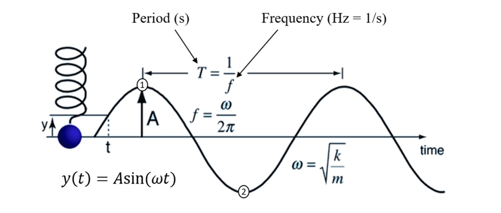 Solved: 1. Draw A Free Body Diagram Of The Vertical Oscillating Spring 