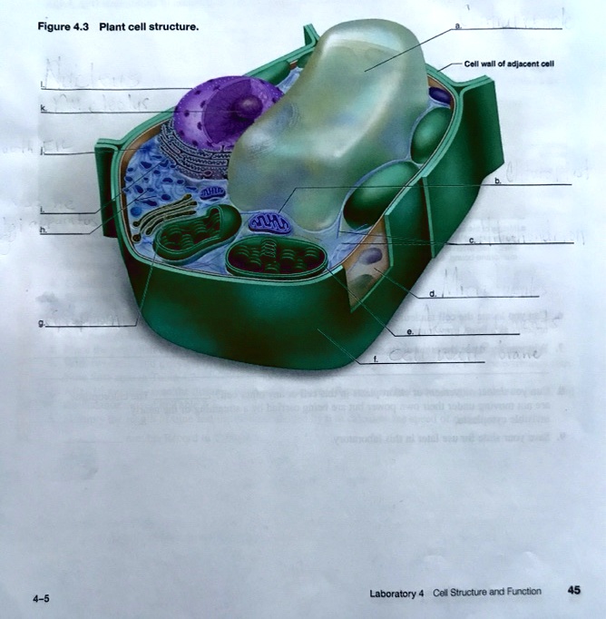 SOLVED: Figure  Plant cell structure. Cell wall ofadjecent cel  Laboratoyy Cel Sinucture and Function