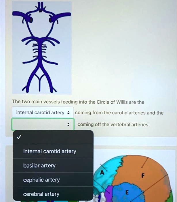 The two main vessels feeding into the Circle of Willis are the internal ...