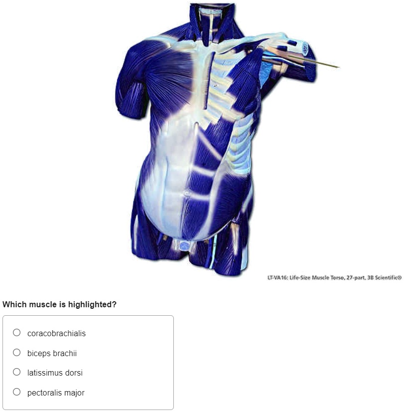 SOLVED: LT-VA16 Life-Size Muscle Torso. 27-part. 3B Scientific Which ...