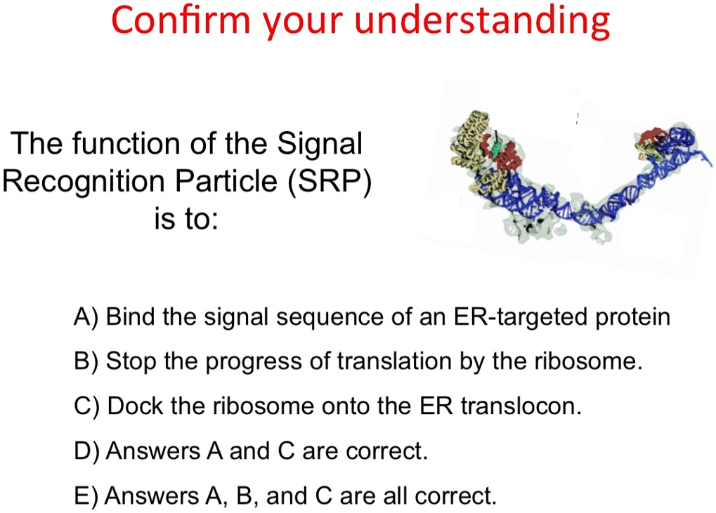 SOLVED: The Function Of The Signal Recognition Particle (SRP) Is To: A ...