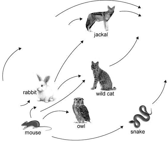 SOLVED Place the organisms in the correct locations in this food